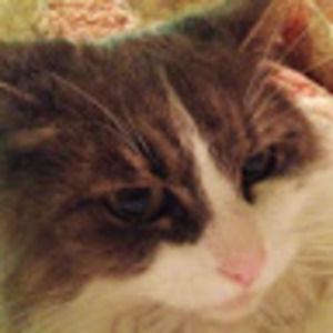 Meet your Posher, Julie